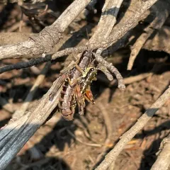 Buckell's Timberline Grasshopper thumbnail 4