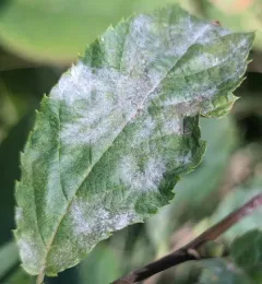 Erysiphe ostryae thumbnail 3