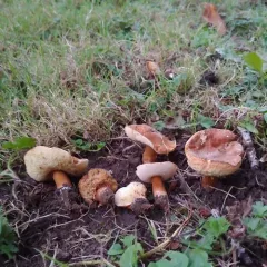 Gyroporus borealis thumbnail 2