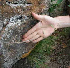 Drummond's Campion thumbnail 4