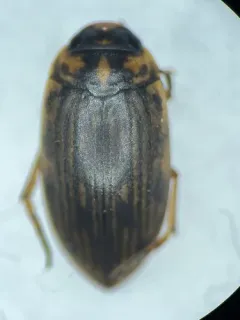 Boreonectes griseostriatus thumbnail 3