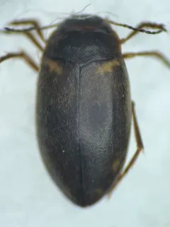 Hydroporus mannerheimi thumbnail 2
