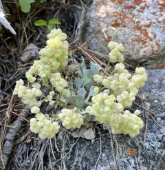 Double Bladderpod thumbnail 3