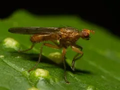 Scathophaga spurca thumbnail 3