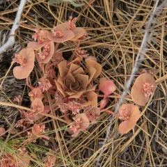 Redstem Springbeauty thumbnail 2
