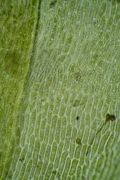 Dicranum spadiceum thumbnail 1