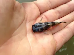 Brindled Madtom thumbnail 3