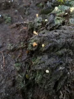 moss club thumbnail 2