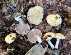 Hard's Stropharia thumbnail 3
