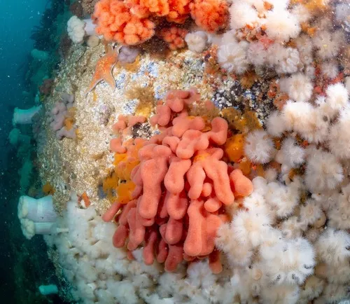 Cystodytes lobatus