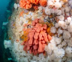 Cystodytes lobatus thumbnail 1