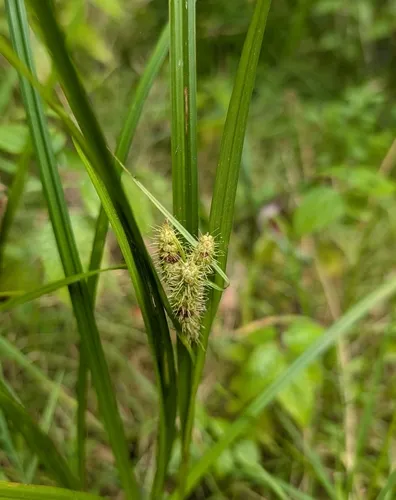 Frank's sedge