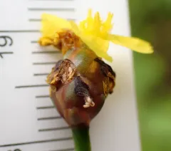 Bog Yellow-eyed Grass thumbnail 1