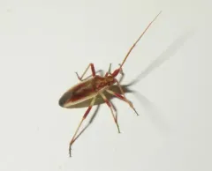 Porpomiris curtulus thumbnail 3