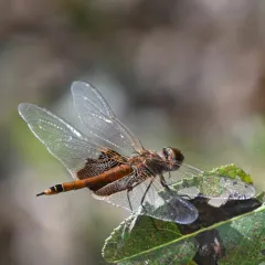 Carolina Saddlebags thumbnail 3