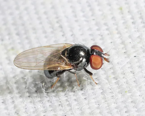 Lonchaea ignicornis