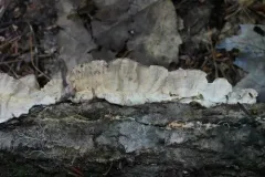 Laxitextum bicolor thumbnail 2