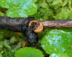 amorphous bird's nest fungus thumbnail 3