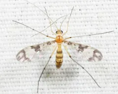 Macrocera formosa thumbnail 2
