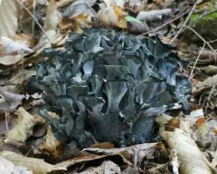 blue chanterelle thumbnail 3