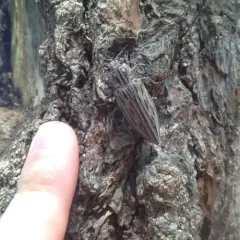 Strong Jewel Beetle thumbnail 1
