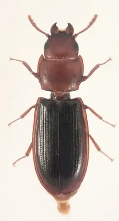Tenebroides collaris thumbnail 2