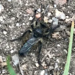 Cyrtopogon willistoni thumbnail 2