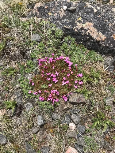 Alpine Primrose
