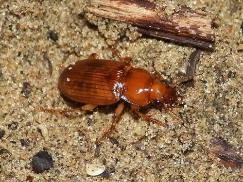 Harpalus indianus