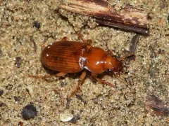 Harpalus indianus thumbnail 1