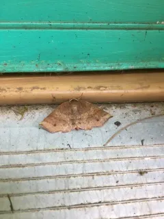 Angled Metarranthis Moth thumbnail 2