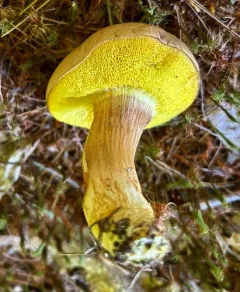 clustered brown bolete thumbnail 4