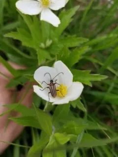 Black-winged Long-horned Beetle thumbnail 4
