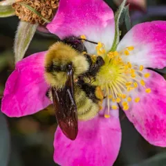 Golden Northern Bumble Bee thumbnail 2
