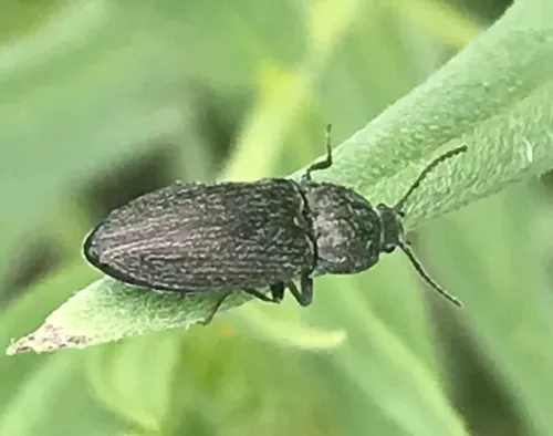 Hadromorphus glaucus