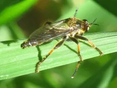 Echthodopa pubera thumbnail 4