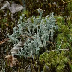 Felt Horn Lichen thumbnail 4