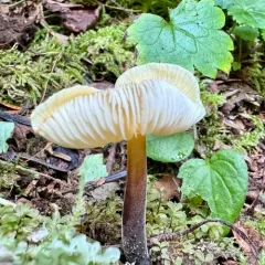 Flammulina rossica thumbnail 4
