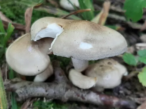 Hygrophorus occidentalis