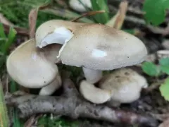 Hygrophorus occidentalis thumbnail 1