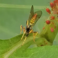 Polytribax contiguus thumbnail 4