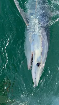 Shortfin Mako thumbnail 2