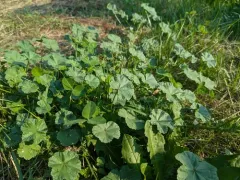 cheeseweed mallow thumbnail 4