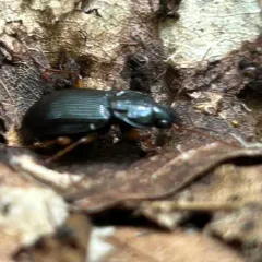 Synuchus impunctatus thumbnail 4