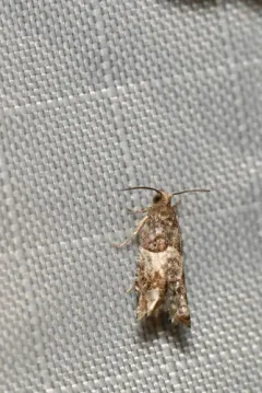 Rhopobota finitimana thumbnail 3