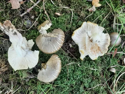 Tricholoma floridanum