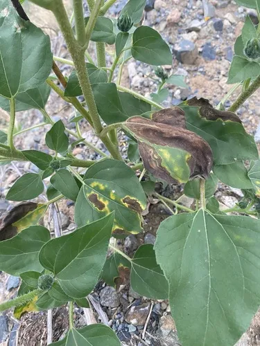Verticillium dahliae