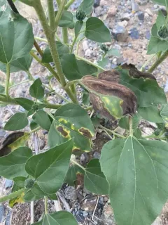 Verticillium dahliae thumbnail 1