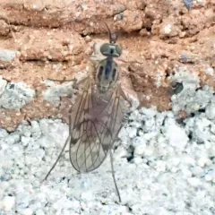 Sylvicola fuscatus thumbnail 4