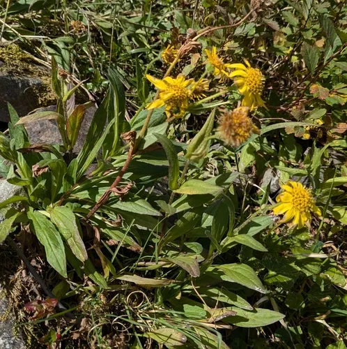 lanceleaf arnica